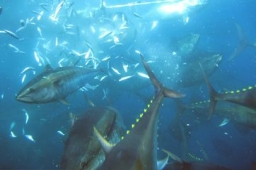conservas de pescado