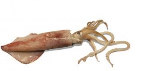 Calamar