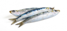Sardinas