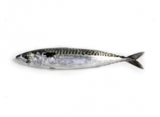 Caballa